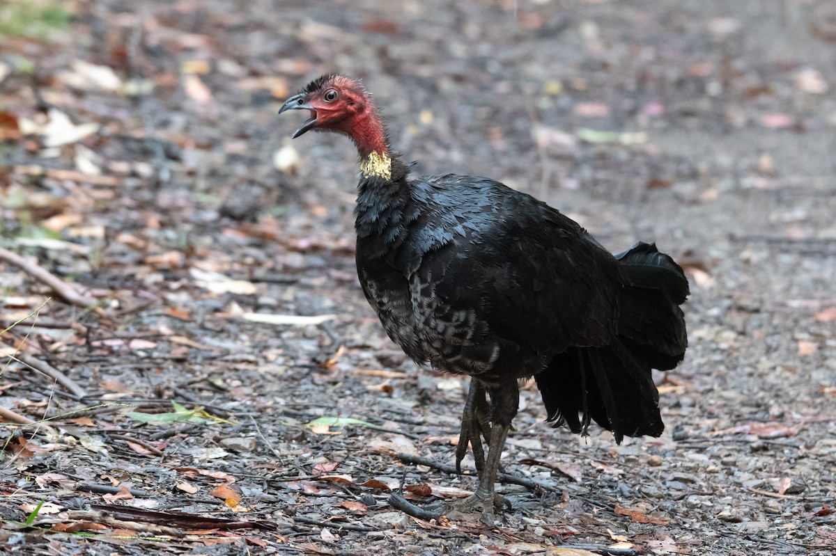 Australian Brushturkey - ML645621394