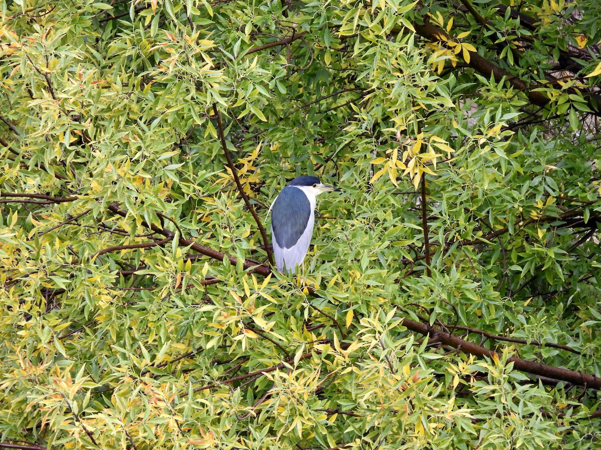 夜鷺 - ML645621395