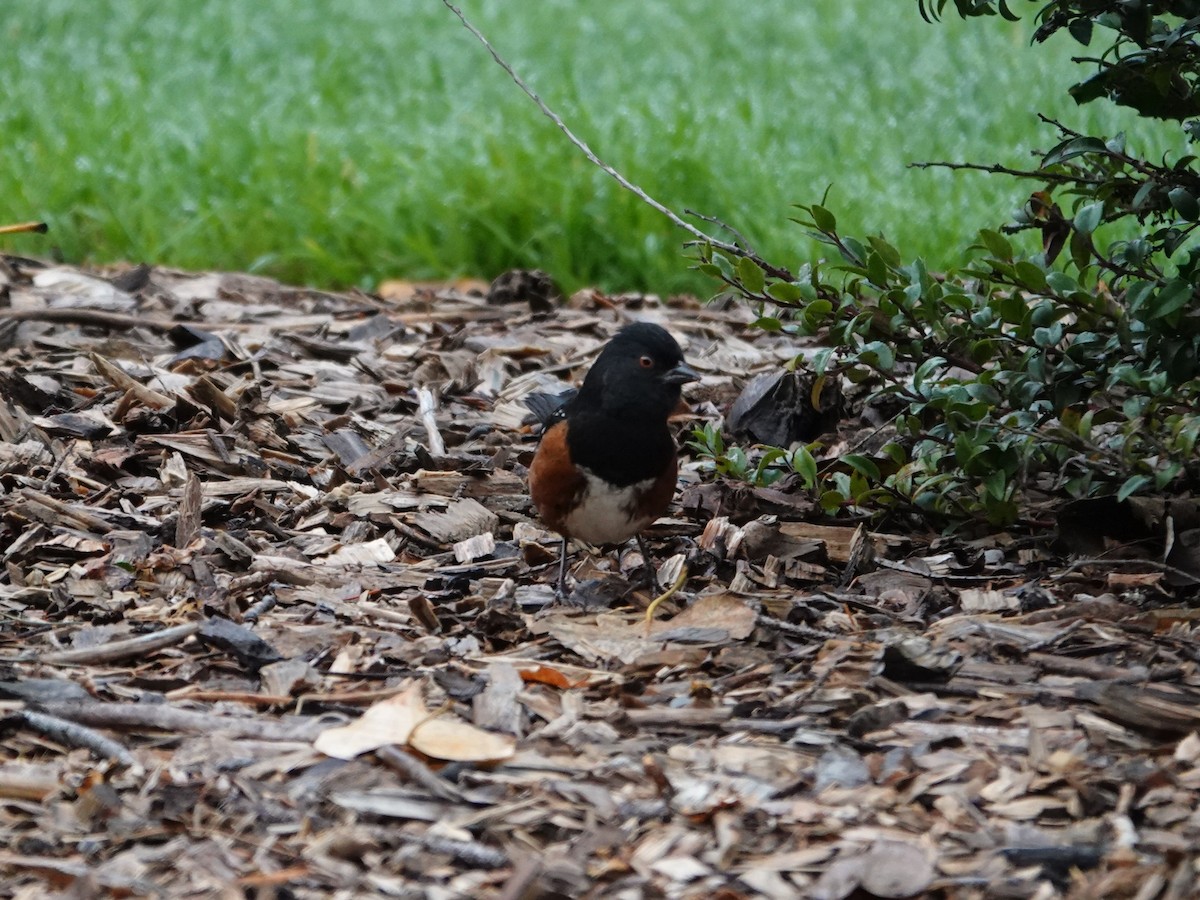 Spotted Towhee - ML645621402