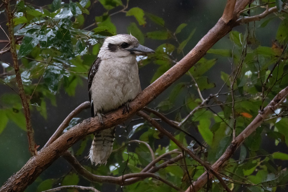 Laughing Kookaburra - ML645621412