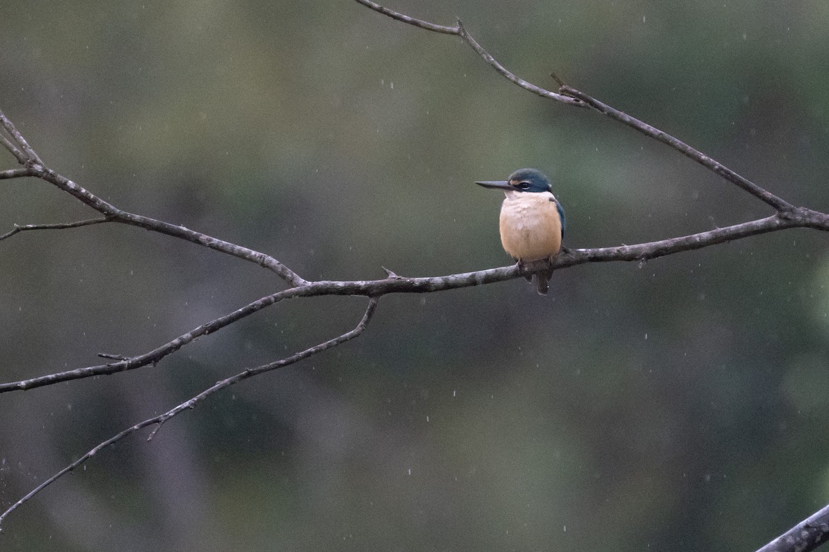 Sacred Kingfisher - ML645621415