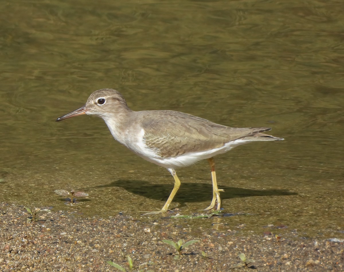 Chevalier grivelé - ML645621420