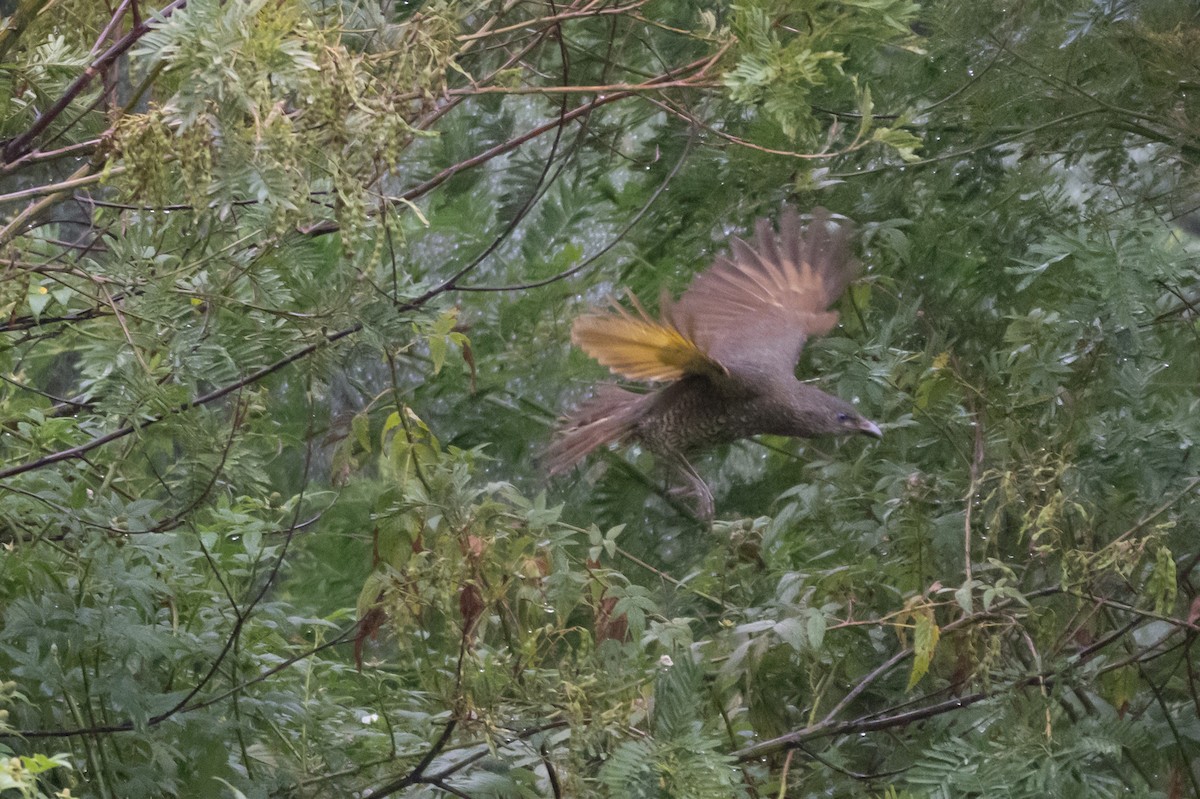 Satin Bowerbird - ML645621426