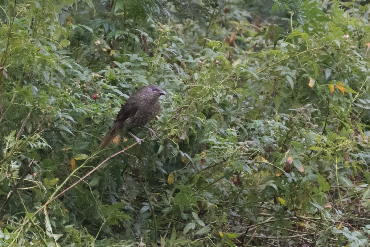 Satin Bowerbird - ML645621427