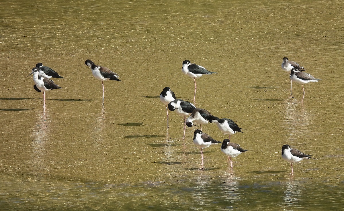 Échasse d'Amérique - ML645621433