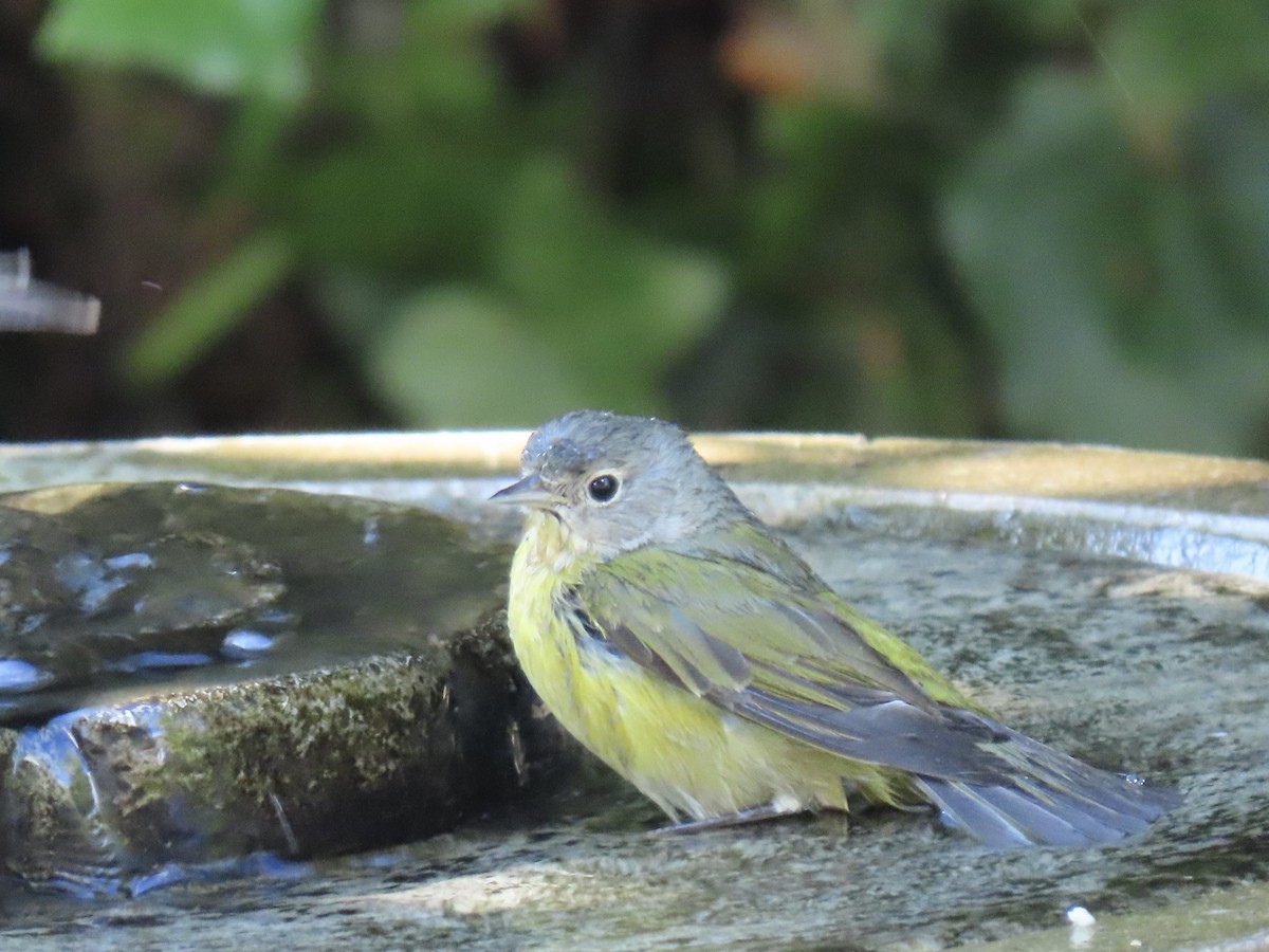 Nashville Warbler - ML645621434