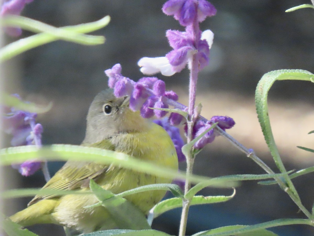 Nashville Warbler - ML645621435