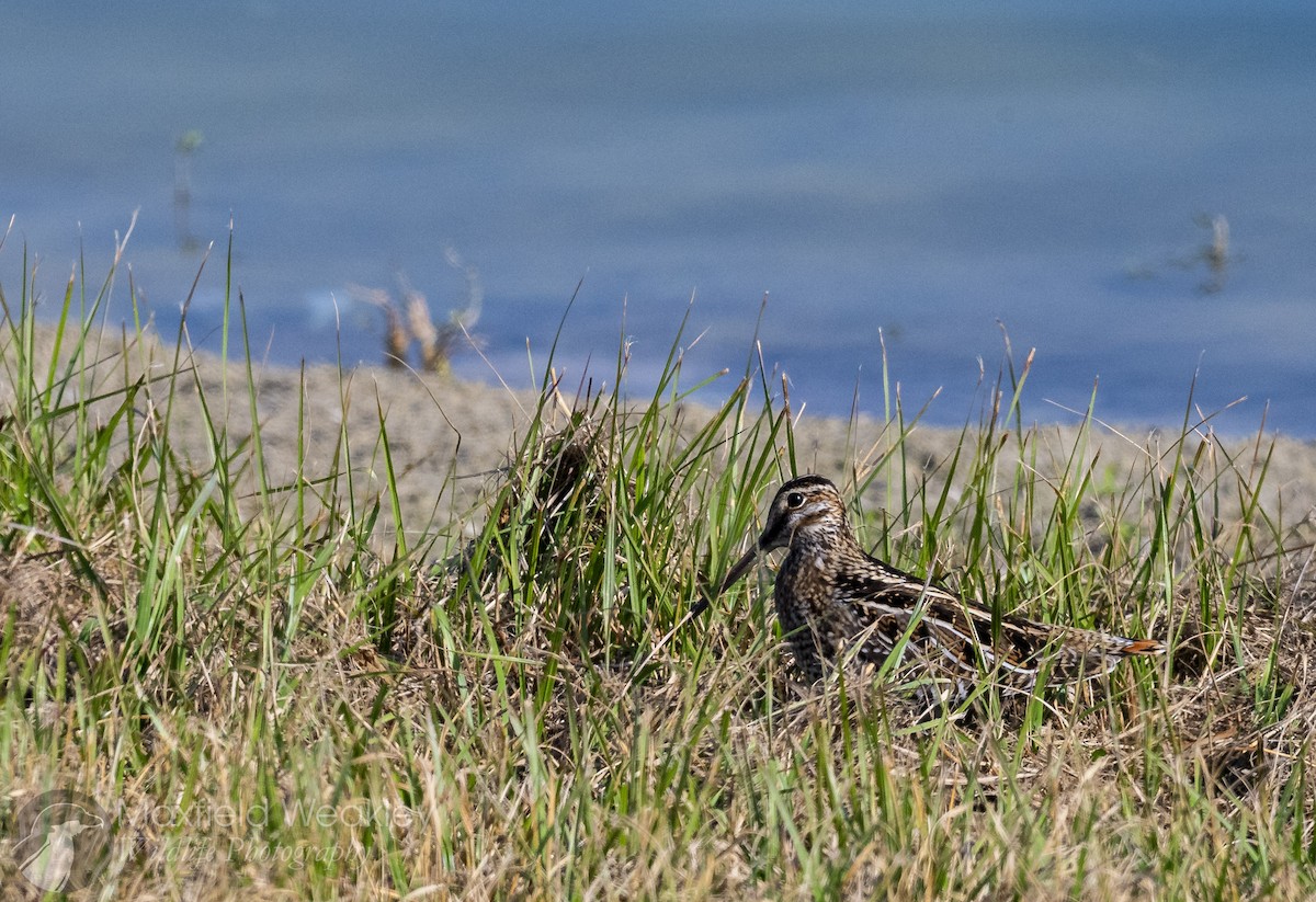 Wilson's Snipe - ML645621458