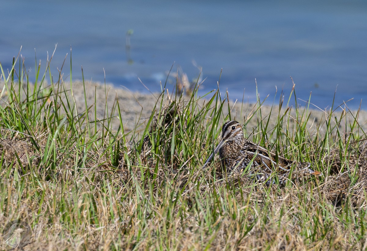 Wilson's Snipe - ML645621459