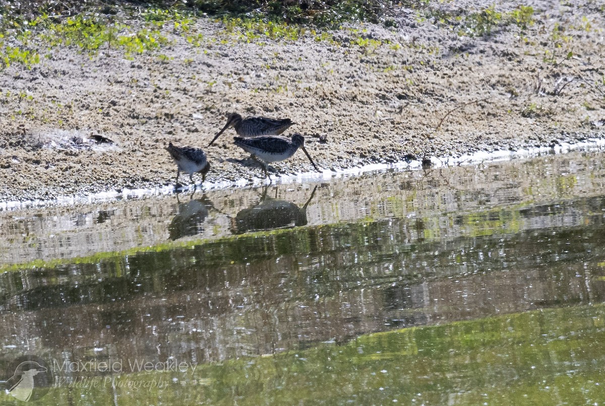 Wilson's Snipe - ML645621460