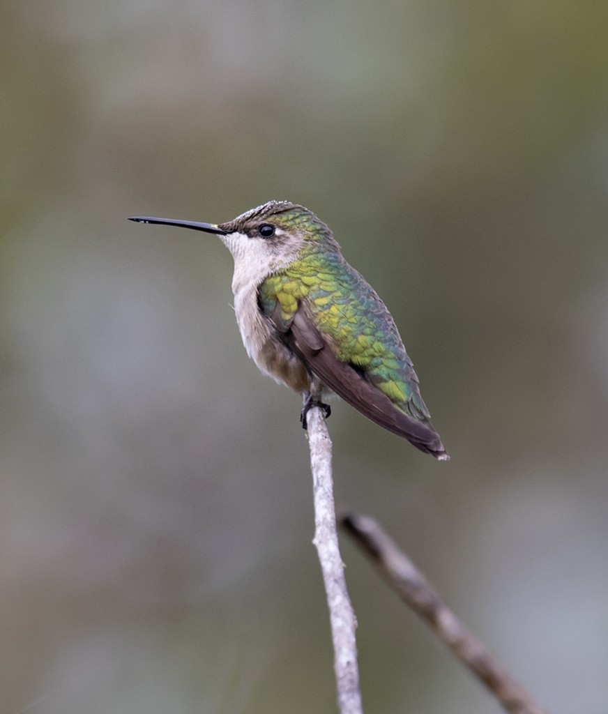 Рубиновогорлый колибри - ML645621462