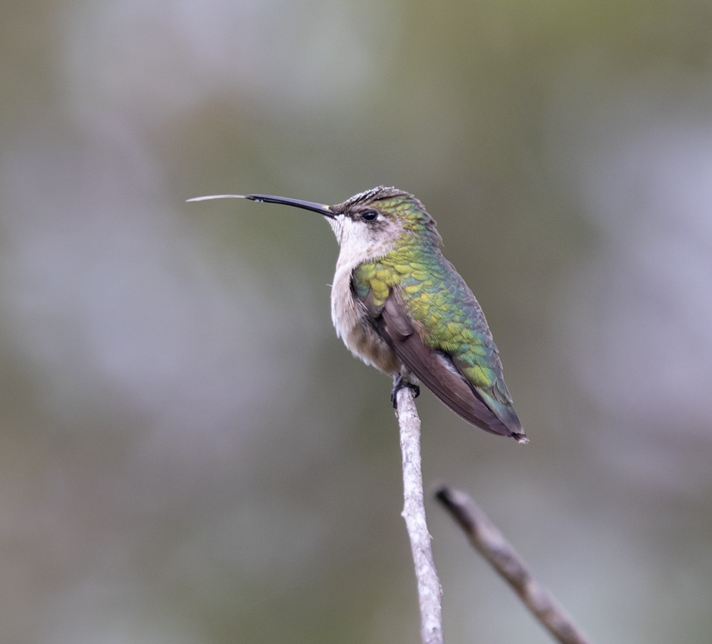 Рубиновогорлый колибри - ML645621463