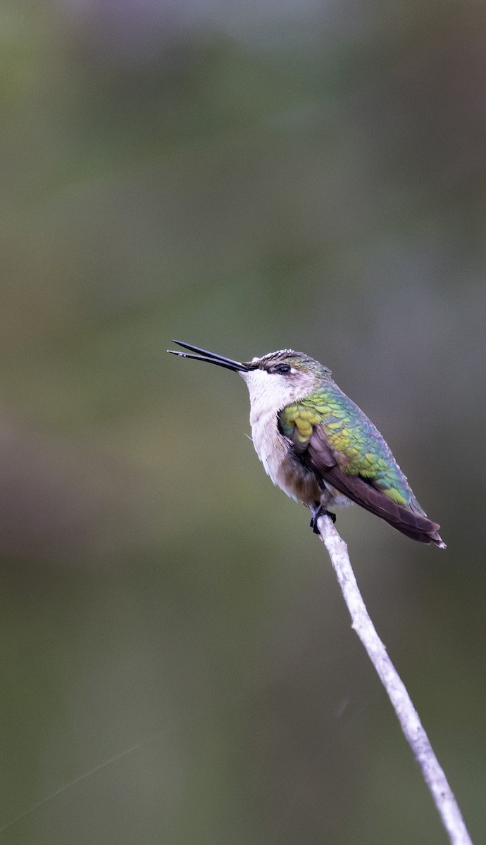 Рубиновогорлый колибри - ML645621464