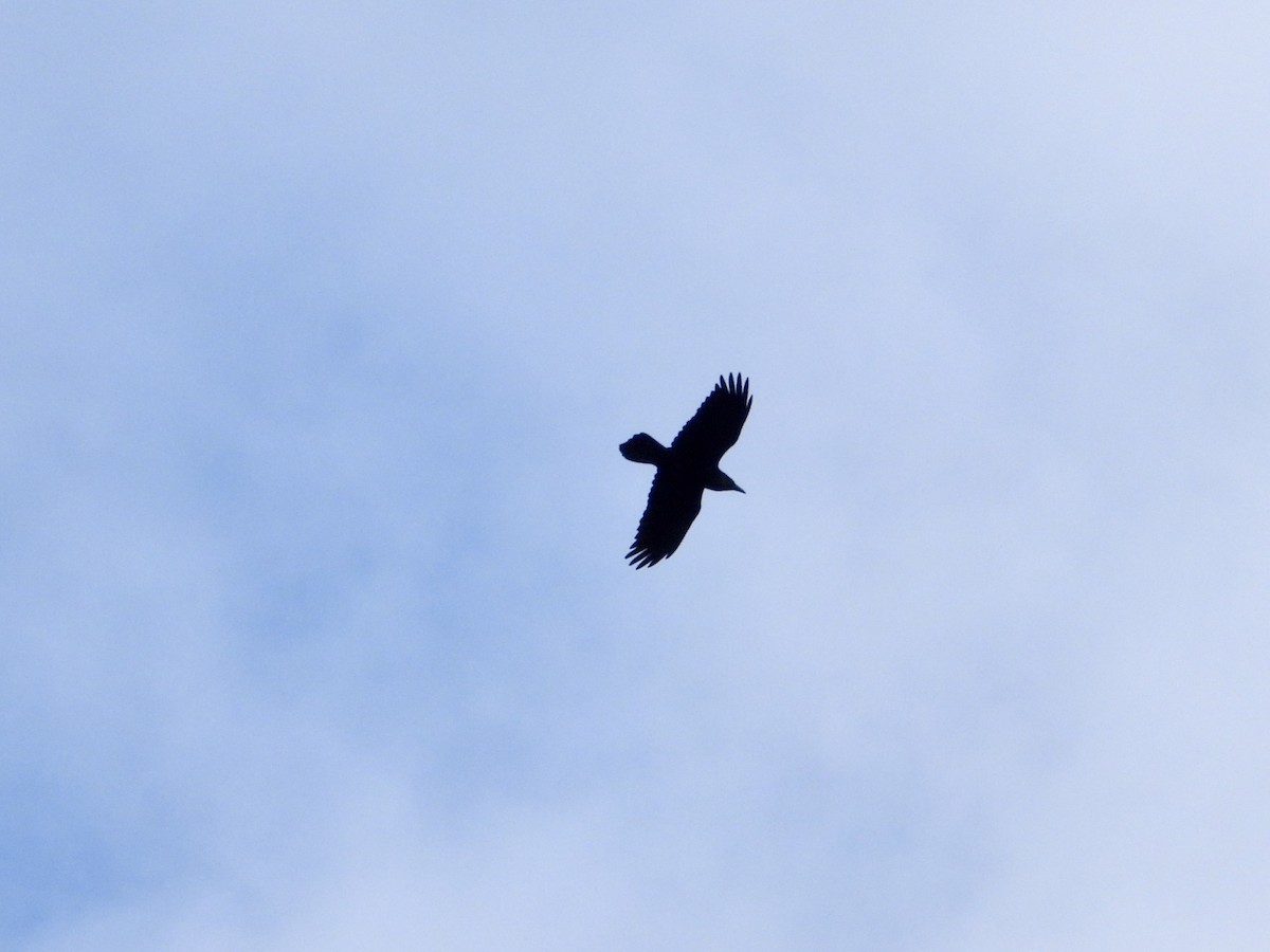 עורב שחור - ML645621472