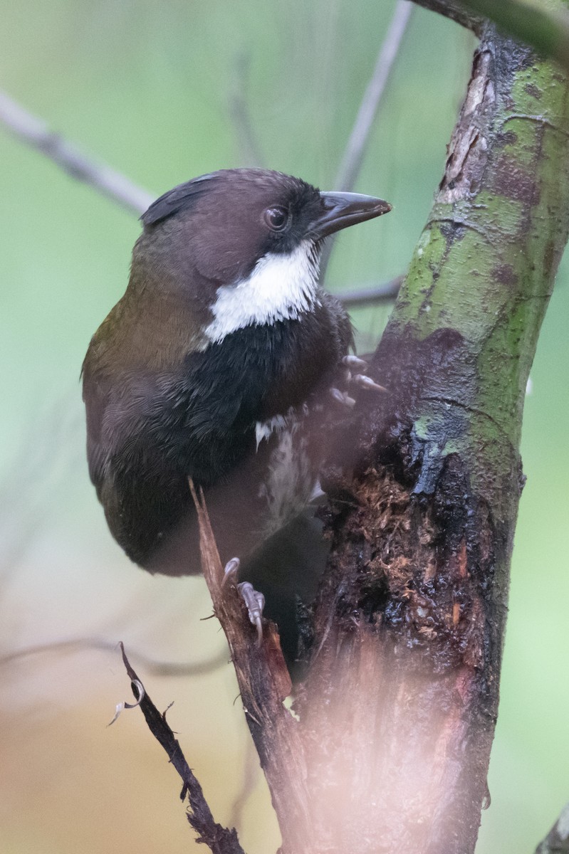 Eastern Whipbird - ML645621478