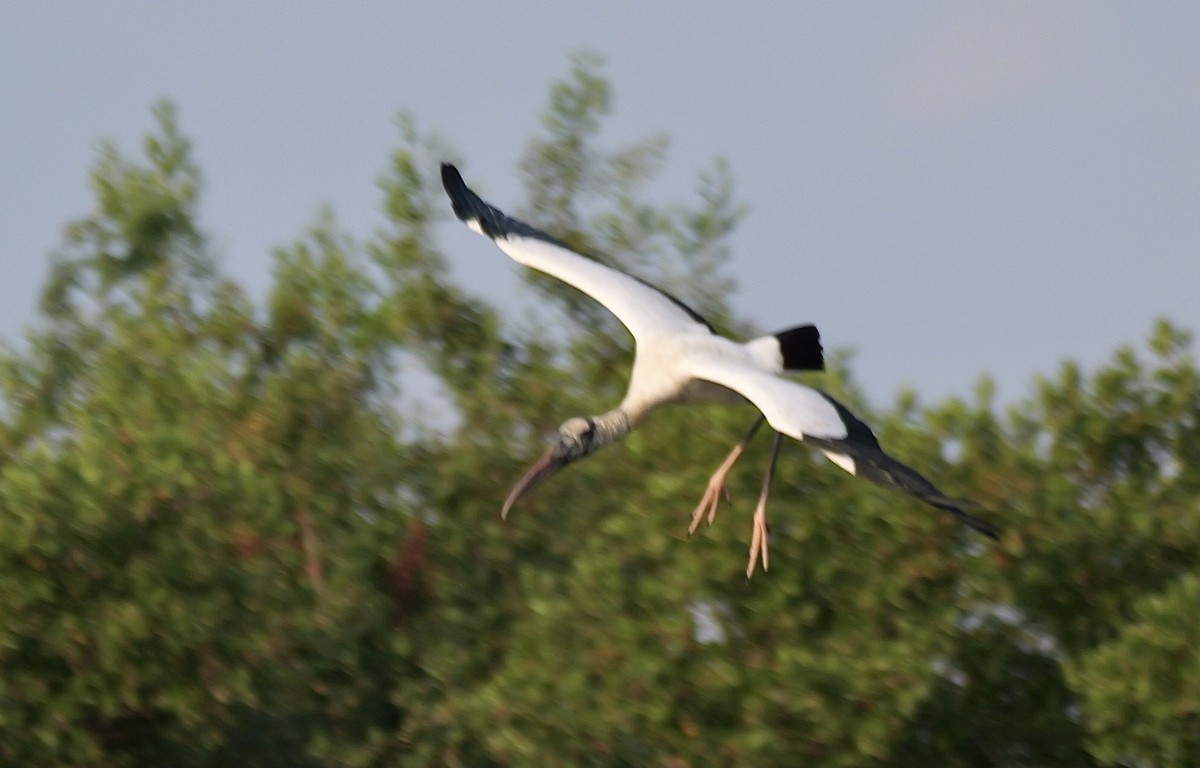 Wood Stork - ML645621493