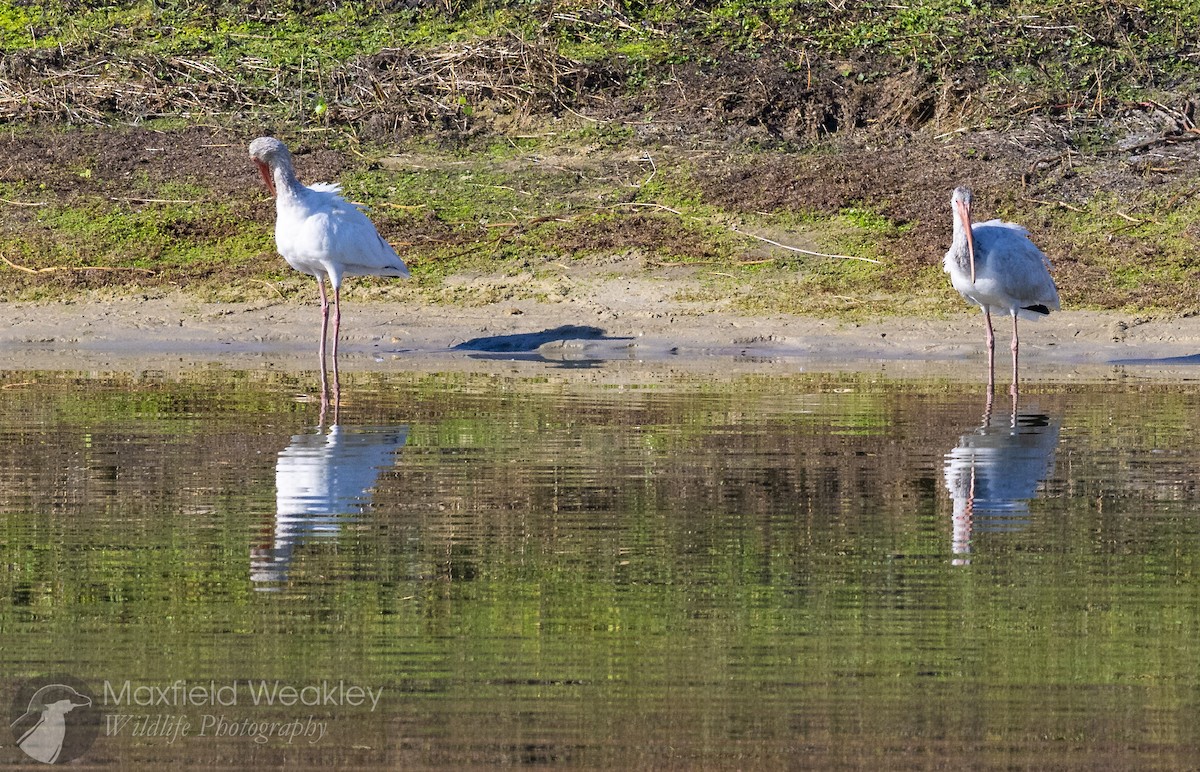 Ak Aynak - ML645621496