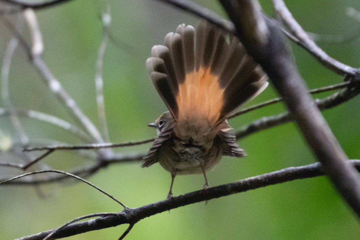 Australian Rufous Fantail - ML645621497