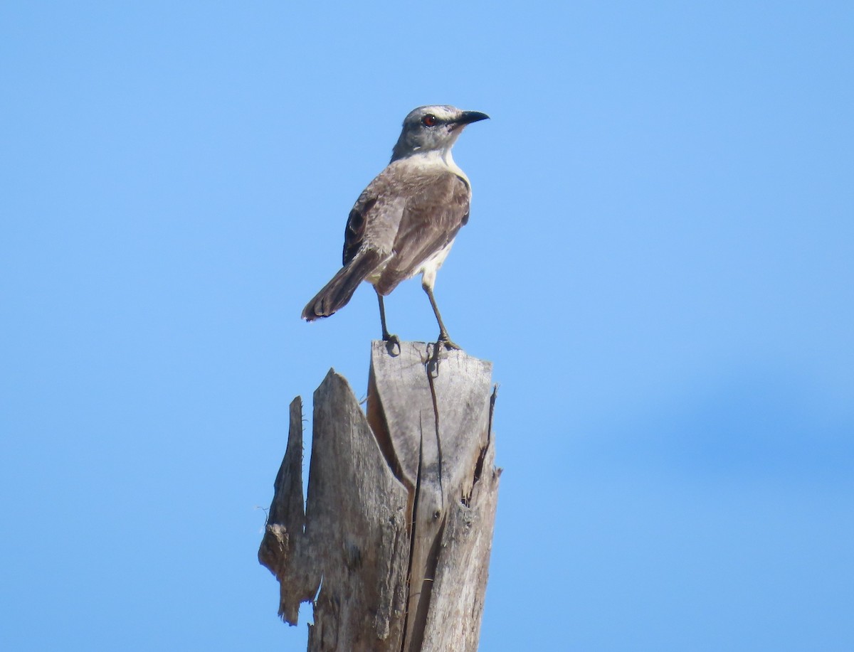 Moqueur des savanes - ML645621504