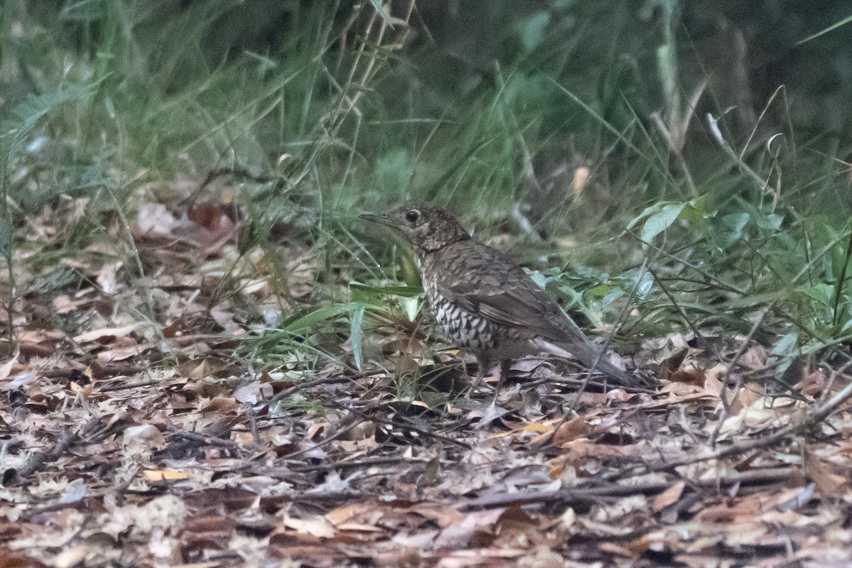 Bassian Thrush - ML645621509