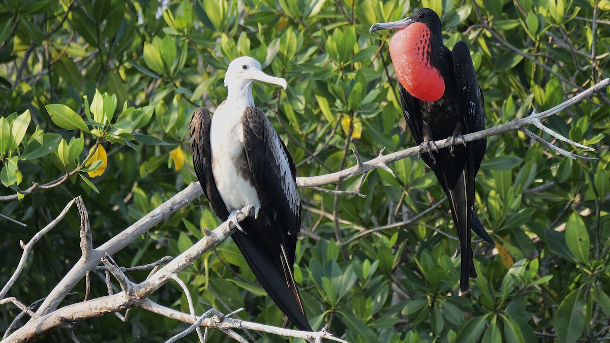 Magnificent Frigatebird - ML645621510