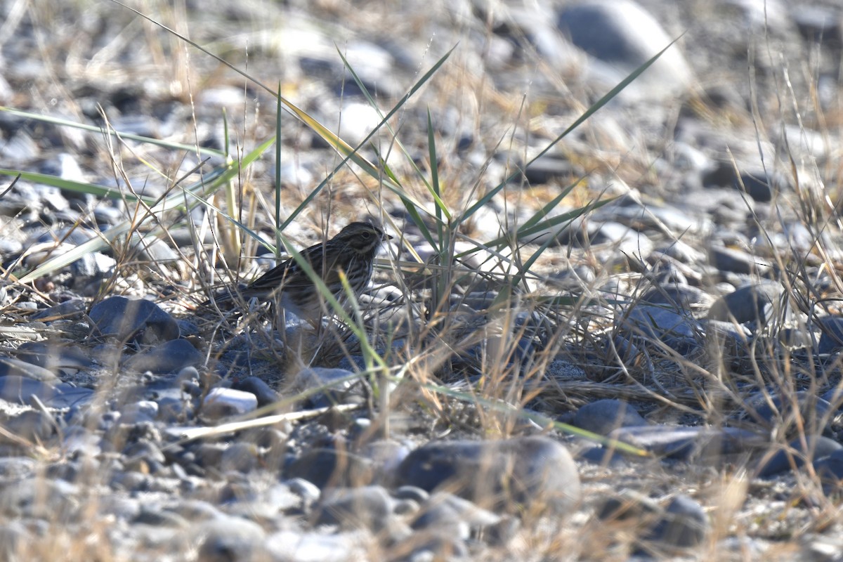 Savannah Sparrow - ML645621521