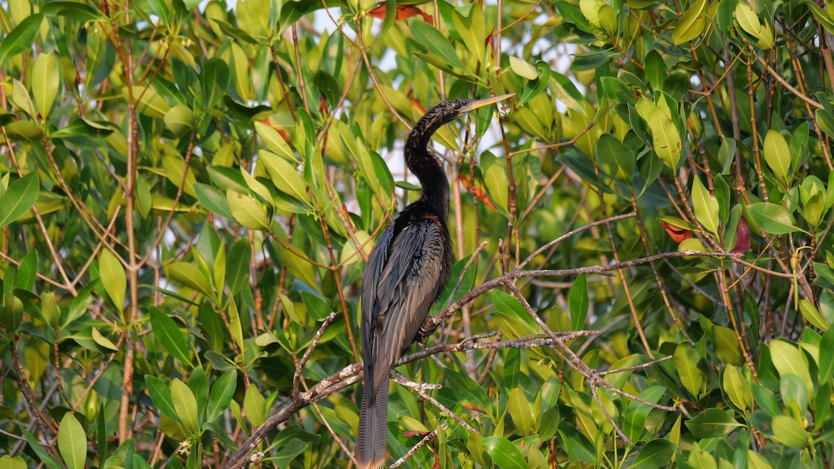 Anhinga - ML645621529