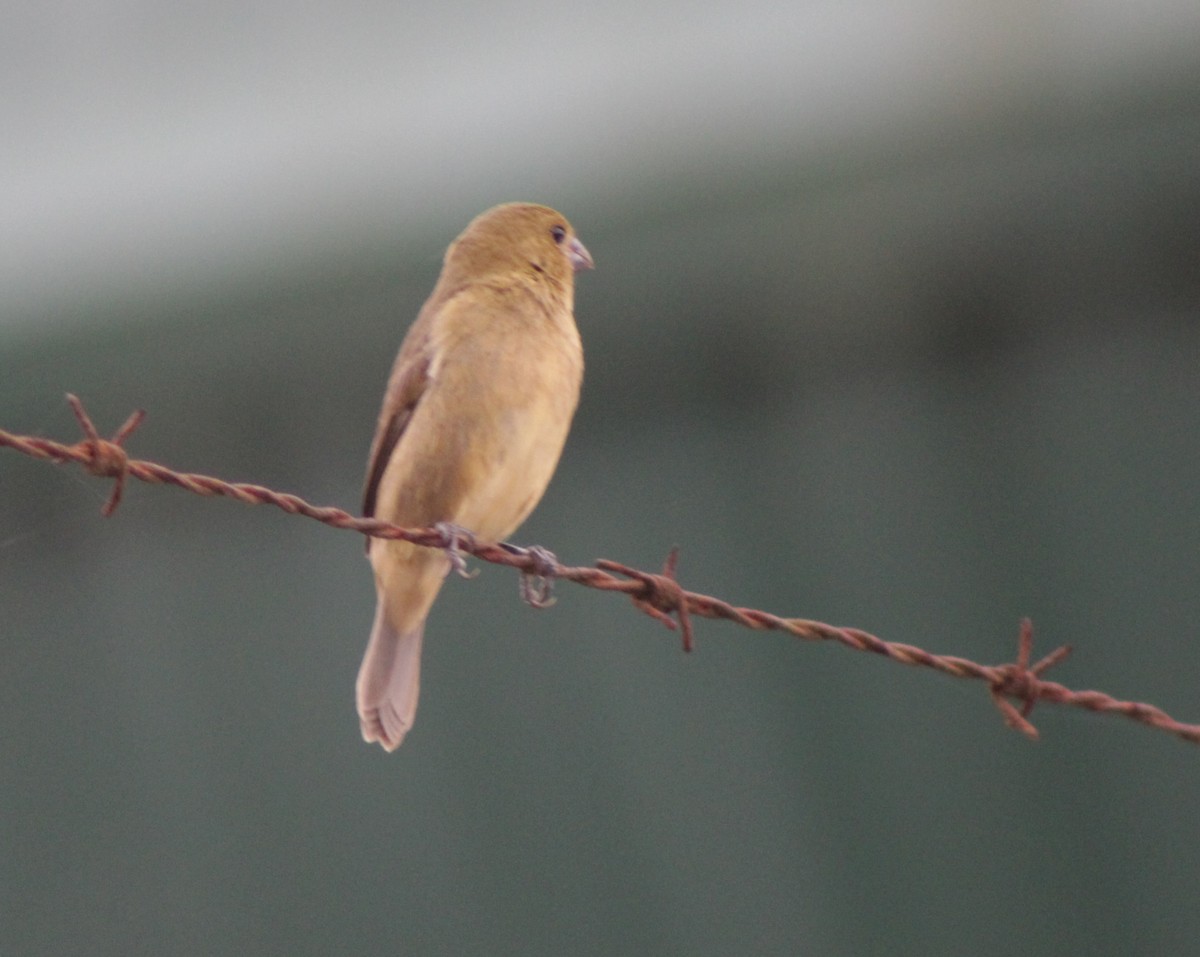 Variable Seedeater - ML645621543