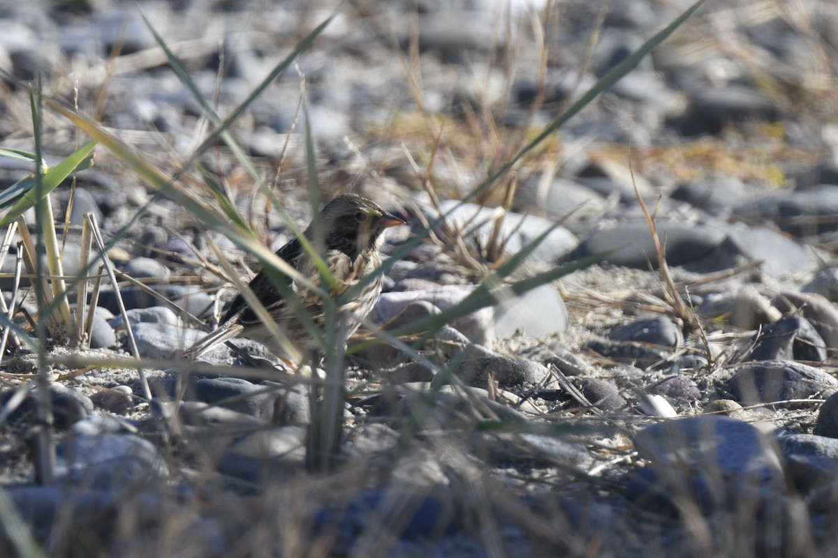 Savannah Sparrow - ML645621552