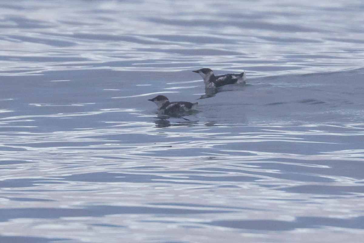 Marbled Murrelet - ML645621558