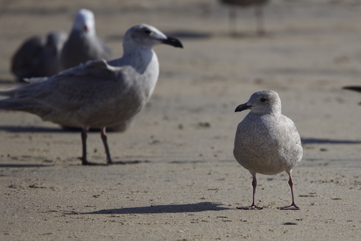 racek americký - ML645621561