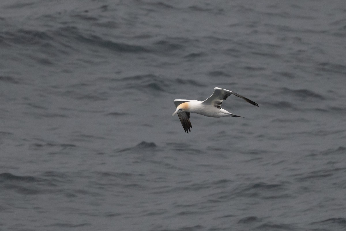 Australasian Gannet - ML645621565