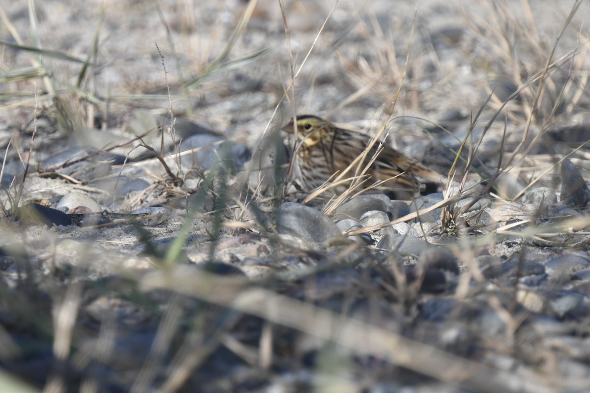 Savannah Sparrow - ML645621572