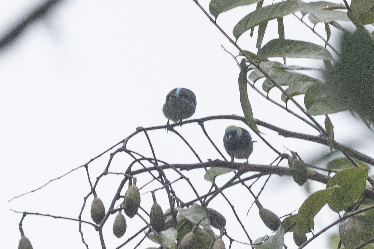 Golden-hooded Tanager - ML645621574