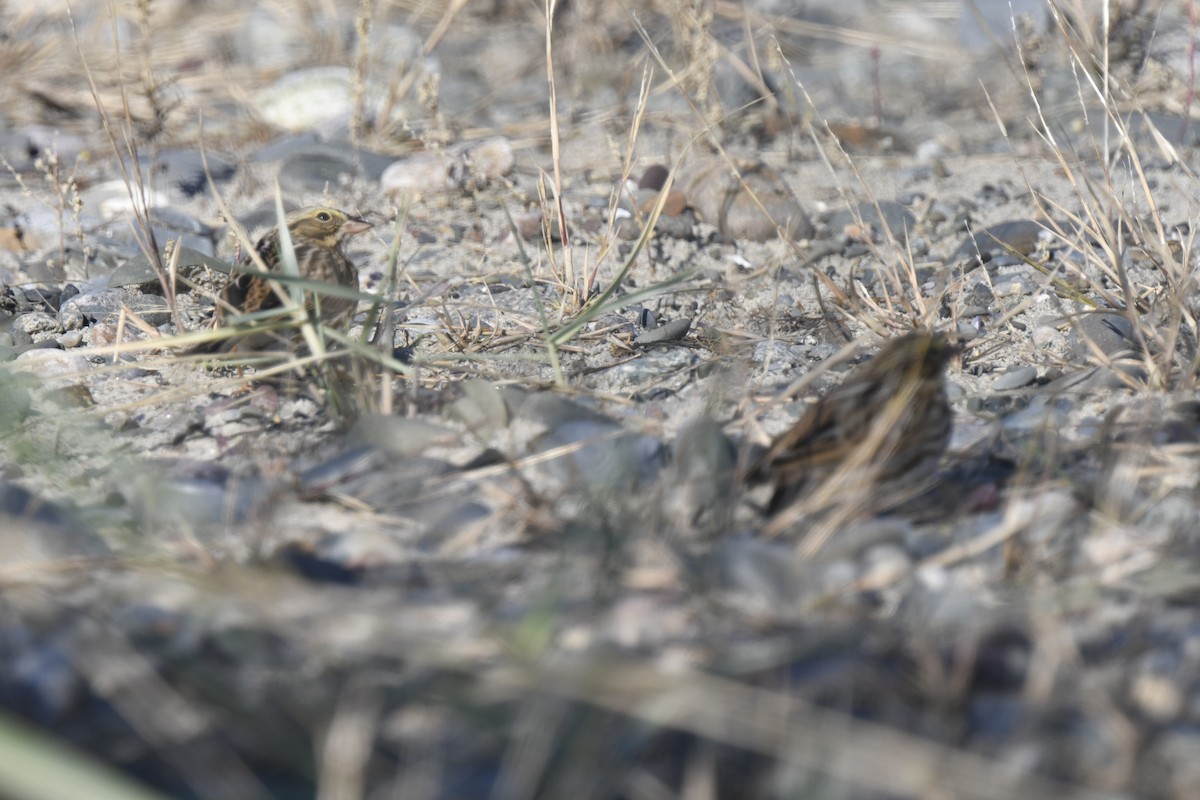 Savannah Sparrow - ML645621575