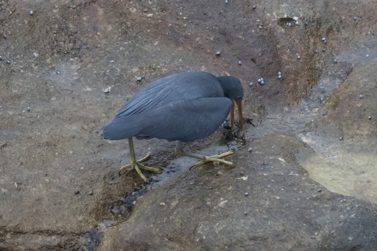 岩鷺 - ML645621576