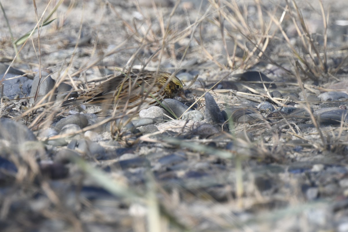 Savannah Sparrow - ML645621577