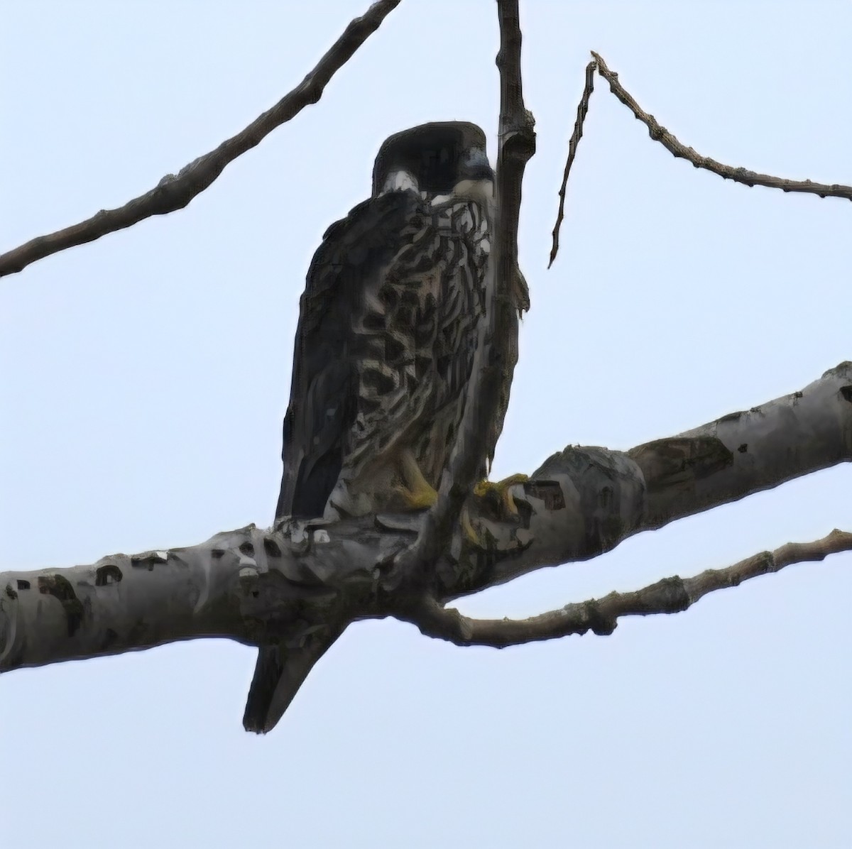 Peregrine Falcon - ML645621578