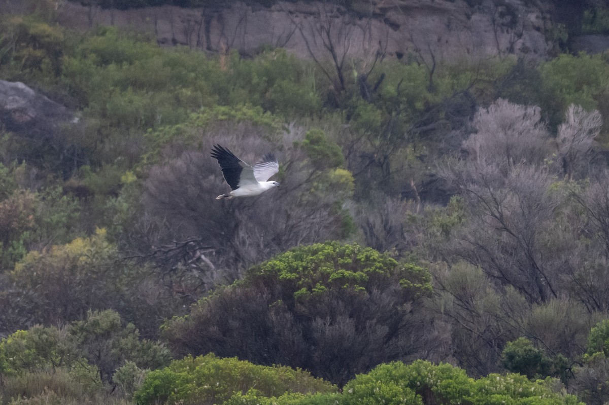 白腹海鵰 - ML645621579