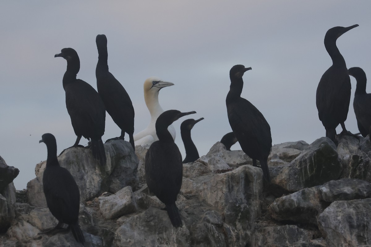 Сула атлантична - ML645621580