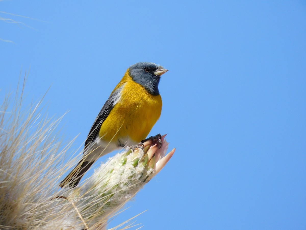 Gray-hooded Sierra Finch - ML645621583