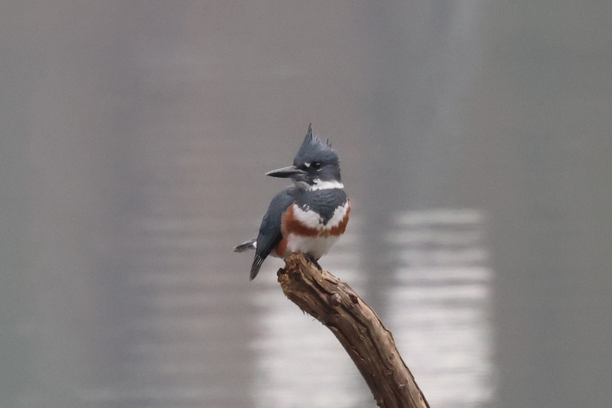 Belted Kingfisher - ML645621586