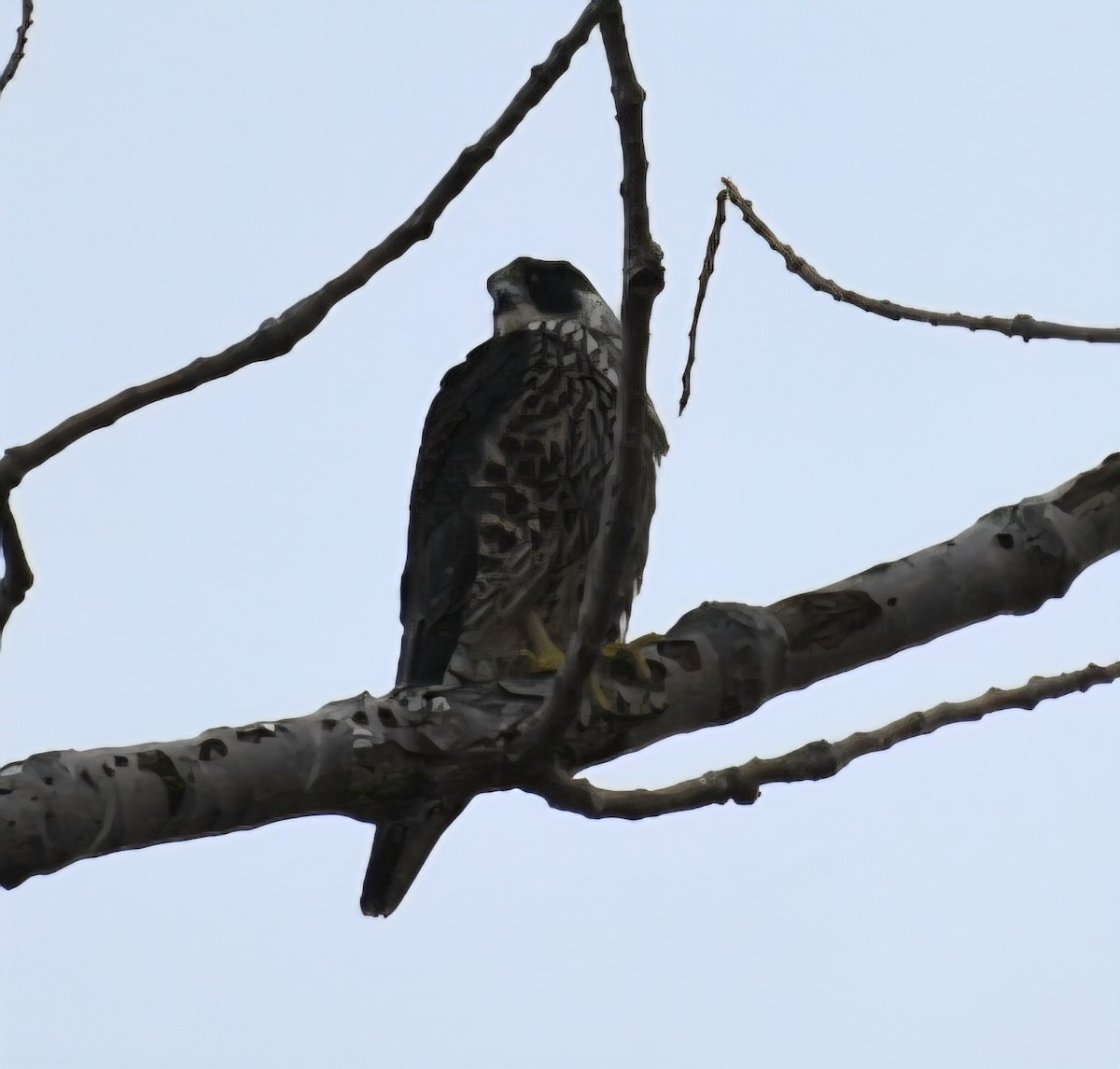 Peregrine Falcon - ML645621587