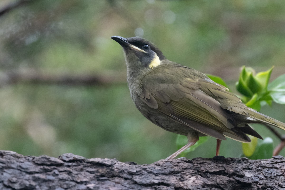 Lewin's Honeyeater - ML645621589