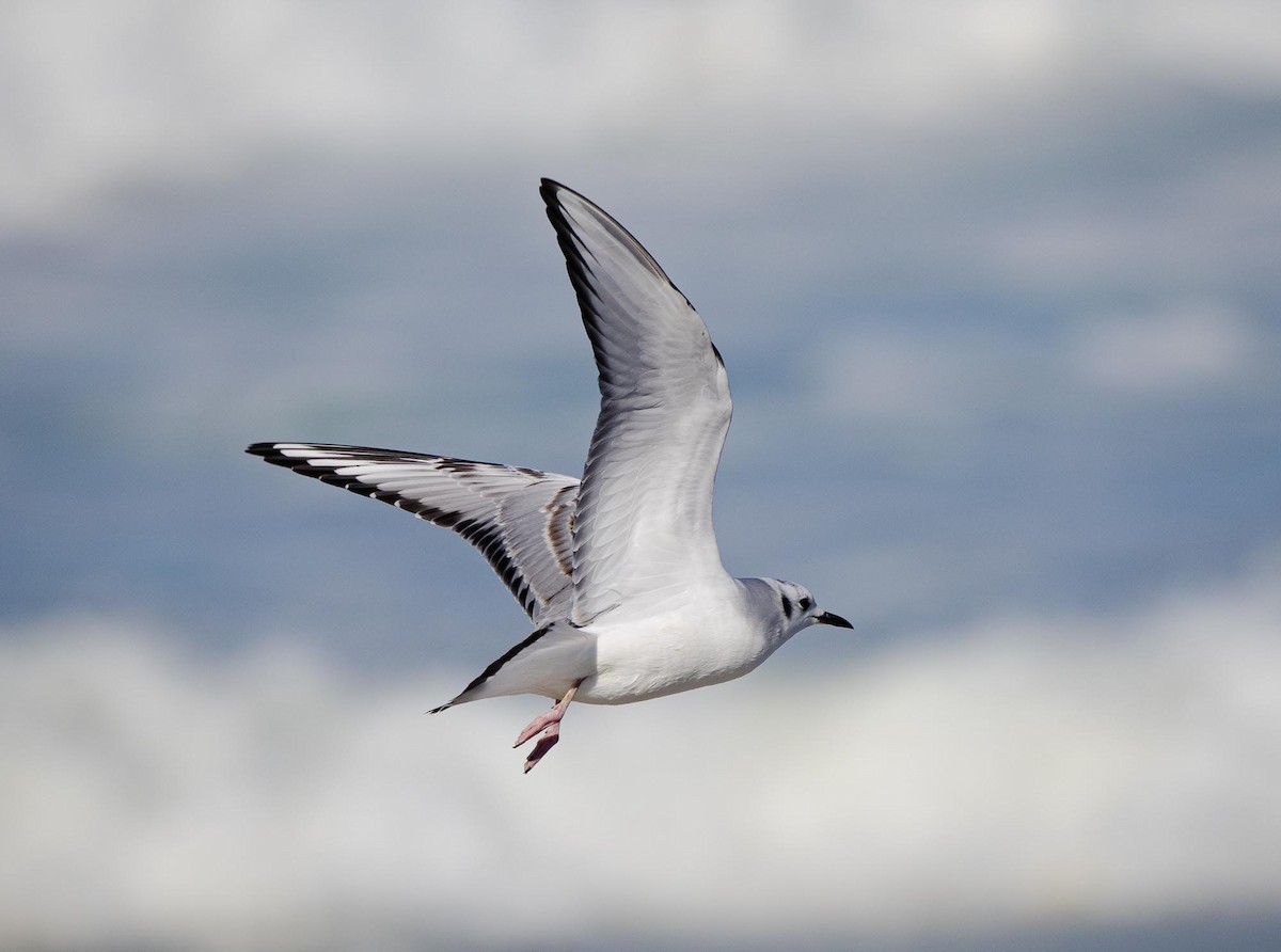 Бонапартова чайка - ML645621591