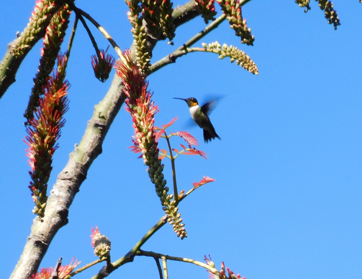 Рубиновогорлый колибри - ML645621592