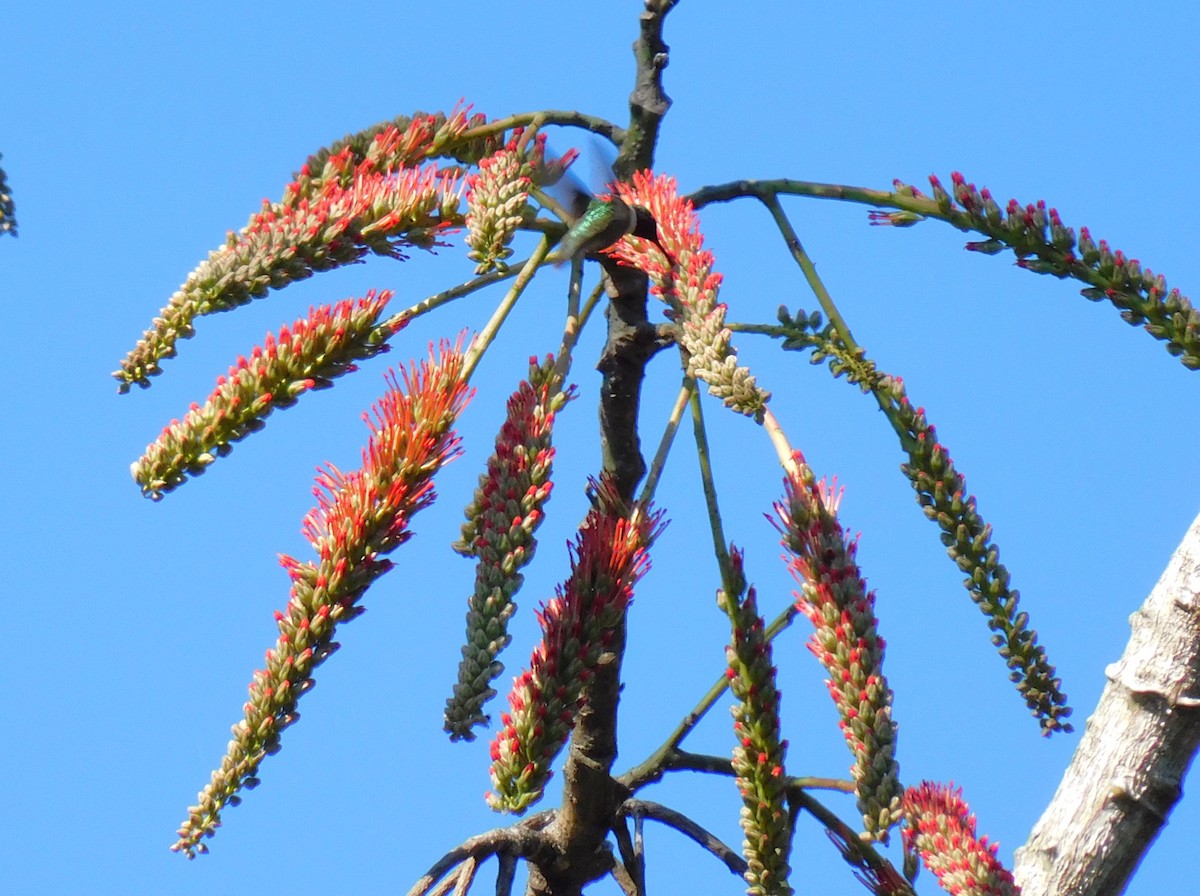 Рубиновогорлый колибри - ML645621593