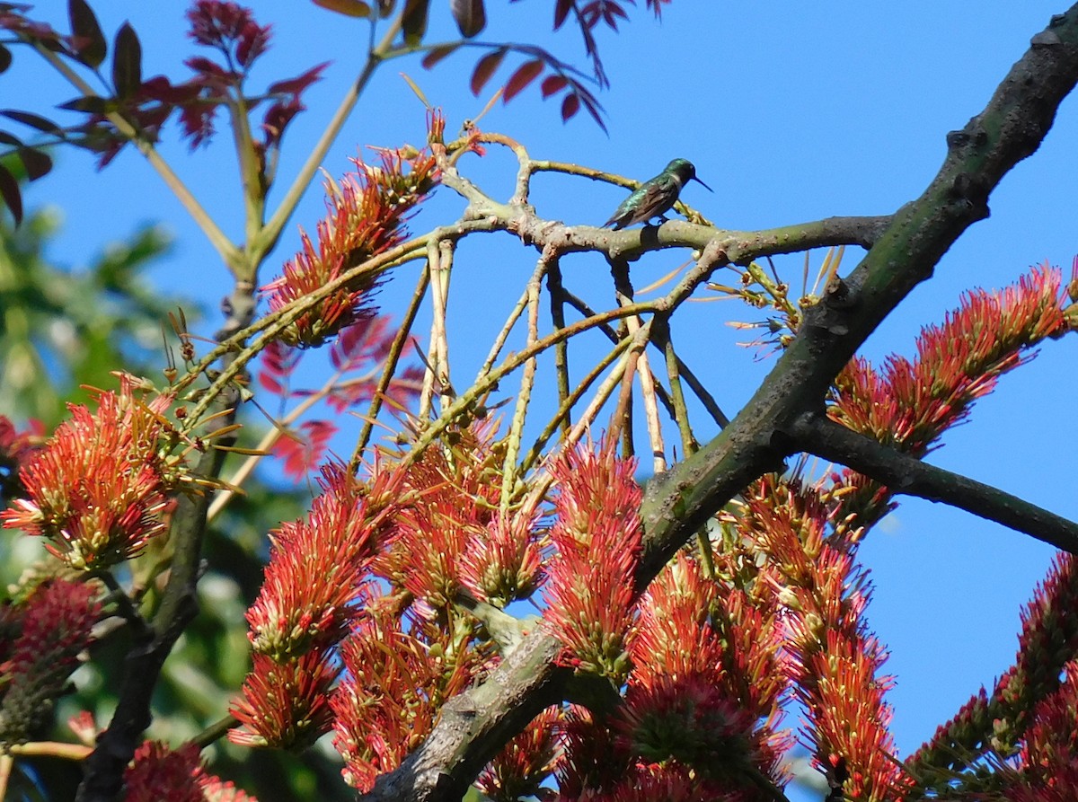 Рубиновогорлый колибри - ML645621594