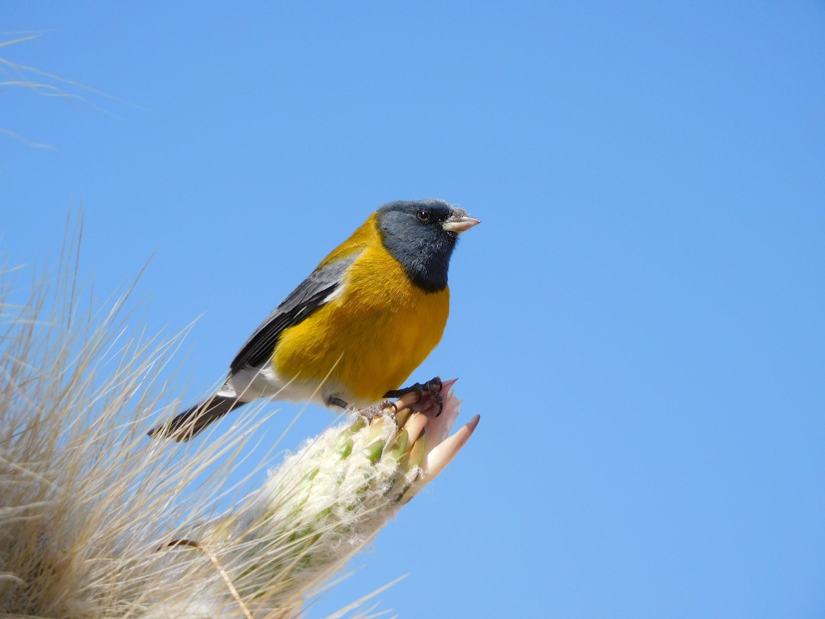 Gray-hooded Sierra Finch - ML645621595