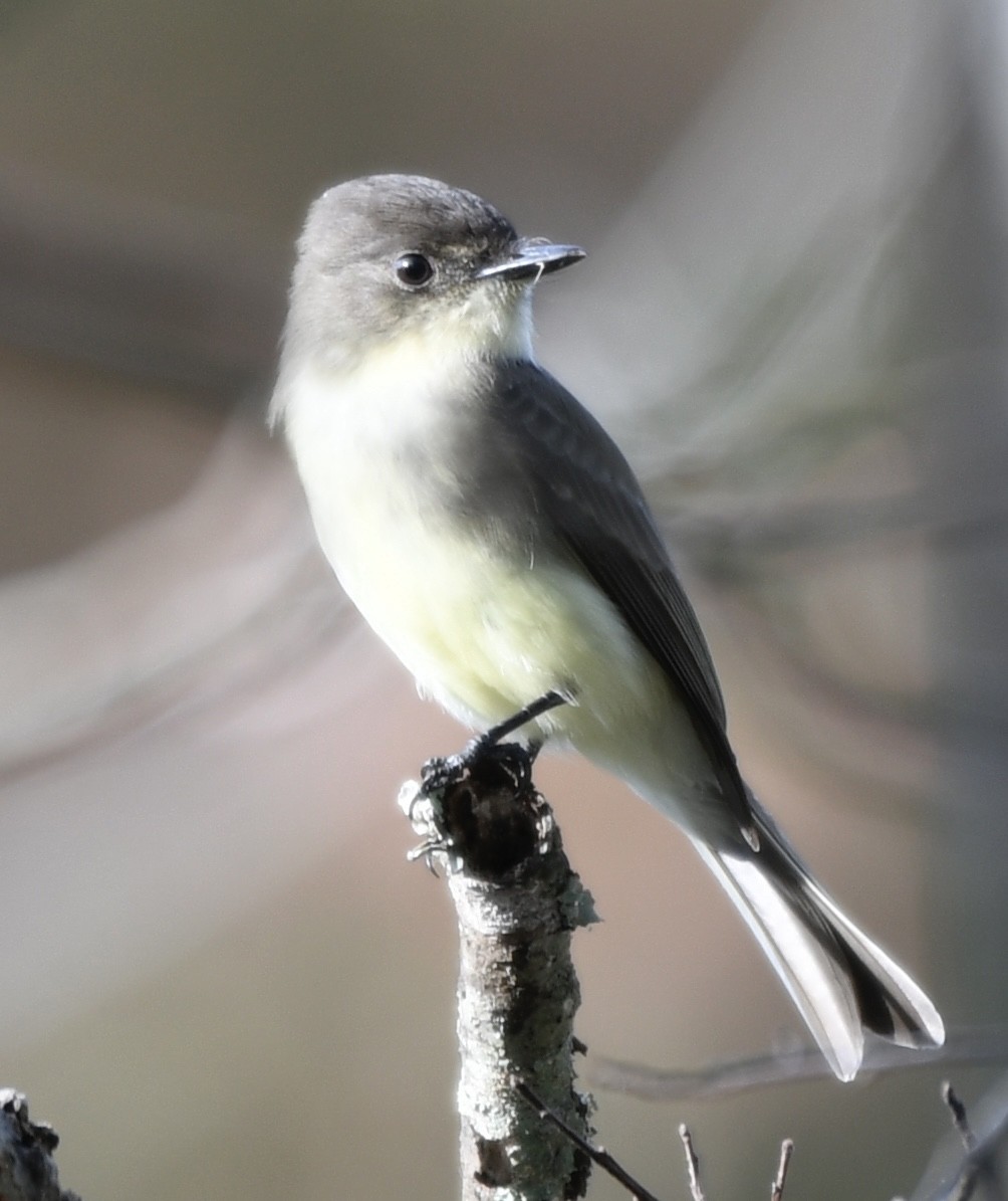 Weißbauch-Phoebetyrann - ML645621597